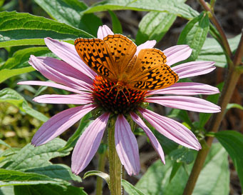 Sommerfugl og Blomst - foto copyright 2020 brian raub