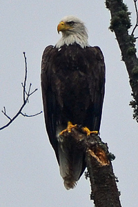 ワタウガ湖のイーグル-写真Copyright2020Brian Raub